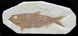 Knightia Fossil Fish - Wyoming #32918-1